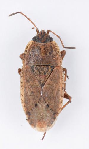 Emblethis osmanus